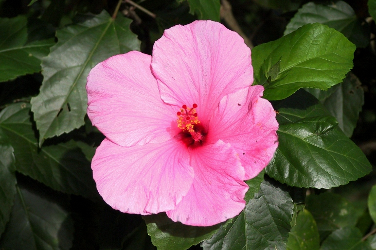 hibiscus